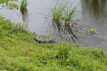 Florida Wetlands