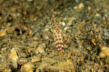 Greater blue-ringed octopus, Hapalochlaena lunulata is one of four species of highly venomous blue-ringed octopuses belonging to the family Octopodidae