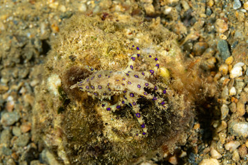 Greater blue-ringed octopus, Hapalochlaena lunulata is one of four species of highly venomous blue-ringed octopuses belonging to the family Octopodidae