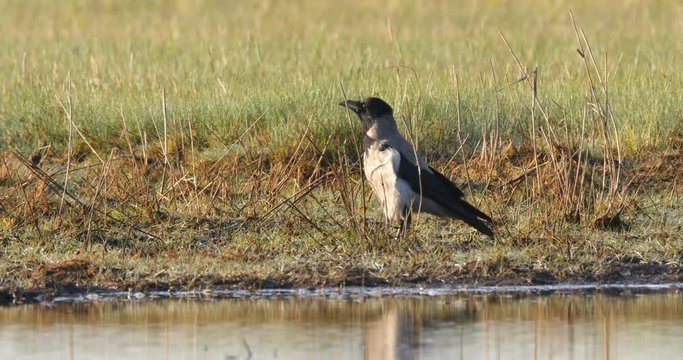 Hooded crow, Corvus cornix, croaking in the marshes of the Beka Nature Reserve, with audio.