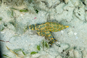 Greater blue-ringed octopus, Hapalochlaena lunulata is one of four species of highly venomous blue-ringed octopuses belonging to the family Octopodidae