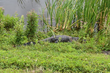 Florida Wetlands