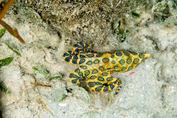 Greater blue-ringed octopus, Hapalochlaena lunulata is one of four species of highly venomous...
