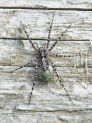 Acantholycosa lignaria, a wolf spider carrying  egg sac