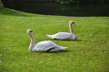 Pair of mute swans resting on grass
