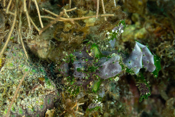 Grey Frogfish member of the anglerfish family Antennariidae, of the order Lophiiformes