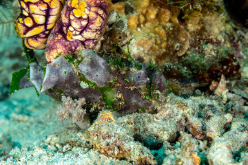 Grey Frogfish member of the anglerfish family Antennariidae, of the order Lophiiformes