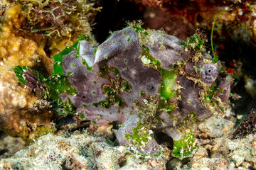 Grey Frogfish member of the anglerfish family Antennariidae, of the order Lophiiformes