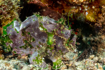 Grey Frogfish member of the anglerfish family Antennariidae, of the order Lophiiformes