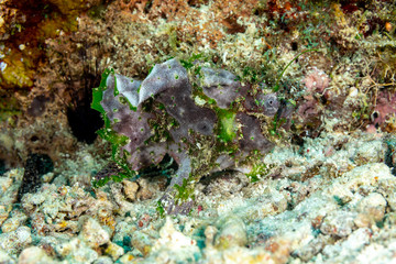 Grey Frogfish member of the anglerfish family Antennariidae, of the order Lophiiformes