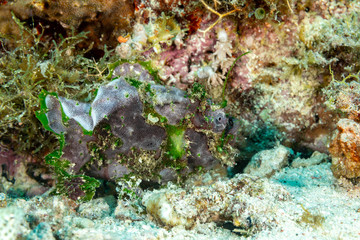 Grey Frogfish member of the anglerfish family Antennariidae, of the order Lophiiformes