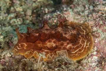 sea slugs, marine gastropod mollusks