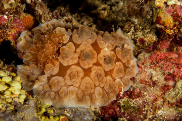 sea slugs, marine gastropod mollusks