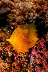 sea slugs, marine gastropod mollusks