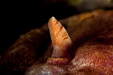 Spanish Dancer Rhinophore sea slugs, marine gastropod mollusks