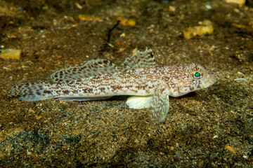 Gobies are fishes of the family Gobiidae