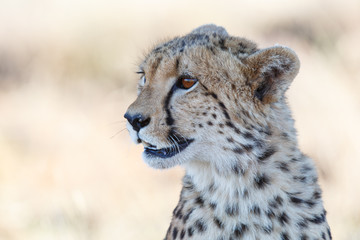Portrait of a cheetah in Tiger Canyons Game Reserve in South Africa