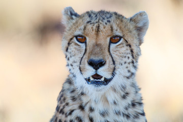 Obraz na płótnie Canvas Portrait of a cheetah in Tiger Canyons Game Reserve in South Africa