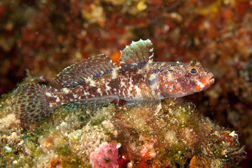 Fototapeta na wymiar Gobies are fishes of the family Gobiidae