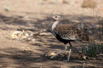 Rotschopftrappe / Red-crested korhaan / Lophotis ruficrista