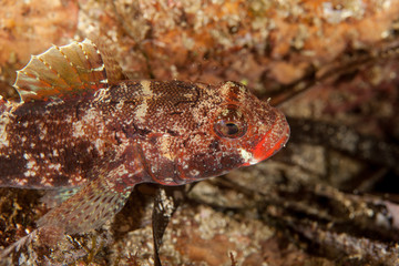 Gobies are fishes of the family Gobiidae