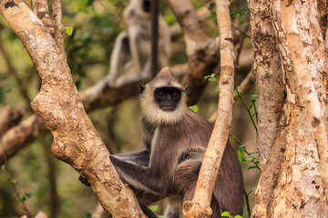 Wild Gibbon monkey in a tree, Yala National Park, Sri Lanka