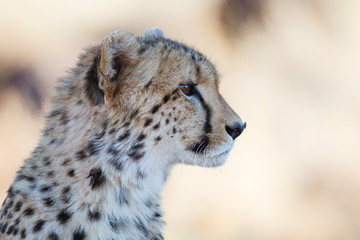 Portrait of a cheetah in Tiger Canyons Game Reserve in South Africa