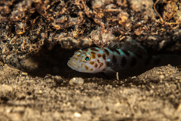 Gobies are fishes of the family Gobiidae