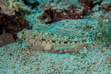 Gobies are fishes of the family Gobiidae