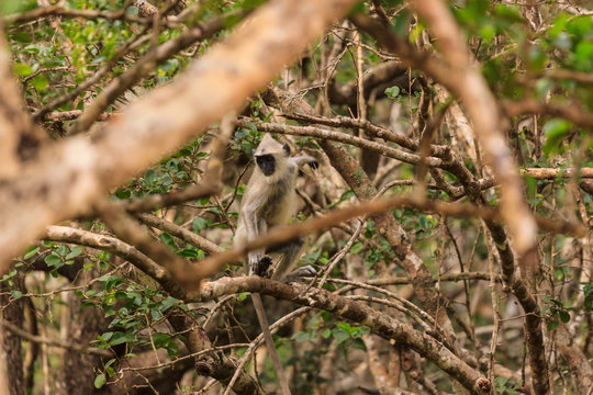 Wild Gibbon monkey in a tree, Yala National Park, Sri Lanka
