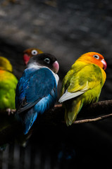 Aves