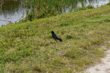 Florida Wetlands