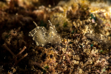 Hairy Shrimp  Algae Shrimp - Phycocaris simulans