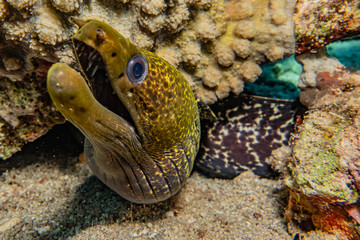 Moray eel Mooray lycodontis undulatus in the Red Sea, eilat israel