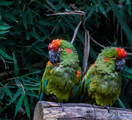 Aves