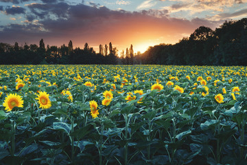 Sunflower field during sunset, Slovakia