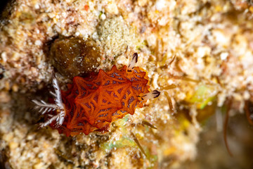 Tessellated halgerda, Halgerda tessellata, is a species of sea slug, a dorid nudibranch, shell-less marine gastropod mollusks in the family Discodorididae