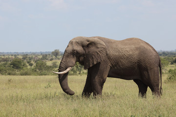 Afrikanischer Elefant / African elephant / Loxodonta africana