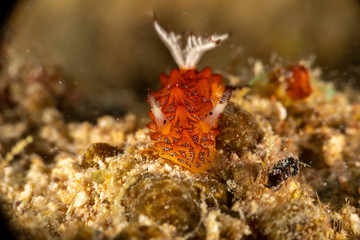 Tessellated halgerda, Halgerda tessellata, is a species of sea slug, a dorid nudibranch, shell-less marine gastropod mollusks in the family Discodorididae