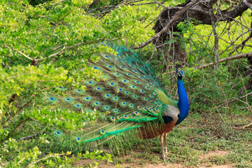 Peacock in Yala National Park, Sri Lanka