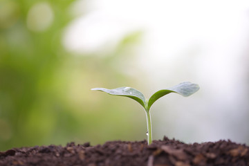 Growing small green sapling plant tree
