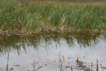 Florida Wetlands