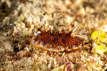 Obraz na płótnie Canvas Tessellated halgerda, Halgerda tessellata, is a species of sea slug, a dorid nudibranch, shell-less marine gastropod mollusks in the family Discodorididae