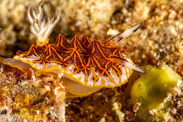 Tessellated halgerda, Halgerda tessellata, is a species of sea slug, a dorid nudibranch, shell-less marine gastropod mollusks in the family Discodorididae