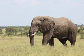 Afrikanischer Elefant / African elephant / Loxodonta africana
