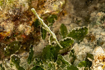 Obraz na płótnie Canvas Halimeda ghost pipefish, Solenostomus halimeda, is a species of false pipefishes belonging to the family Solenostomidae