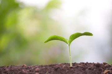 Growing small green sapling plant tree