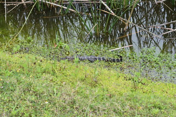 Florida Wetlands