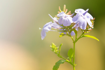 Colorful flowers on the pastel background.