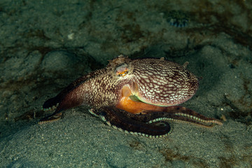 Coconut octopus and veined octopus, Amphioctopus marginatus is a medium-sized cephalopod belonging to the genus Amphioctopus